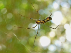 Trichonephila clavipes