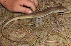 Gerrhosaurus auritus