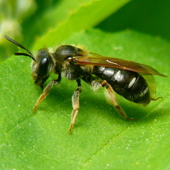 Andrena dorsata