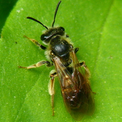 Andrena dorsata