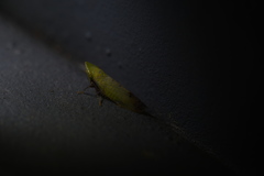 Dryadomorpha pallida