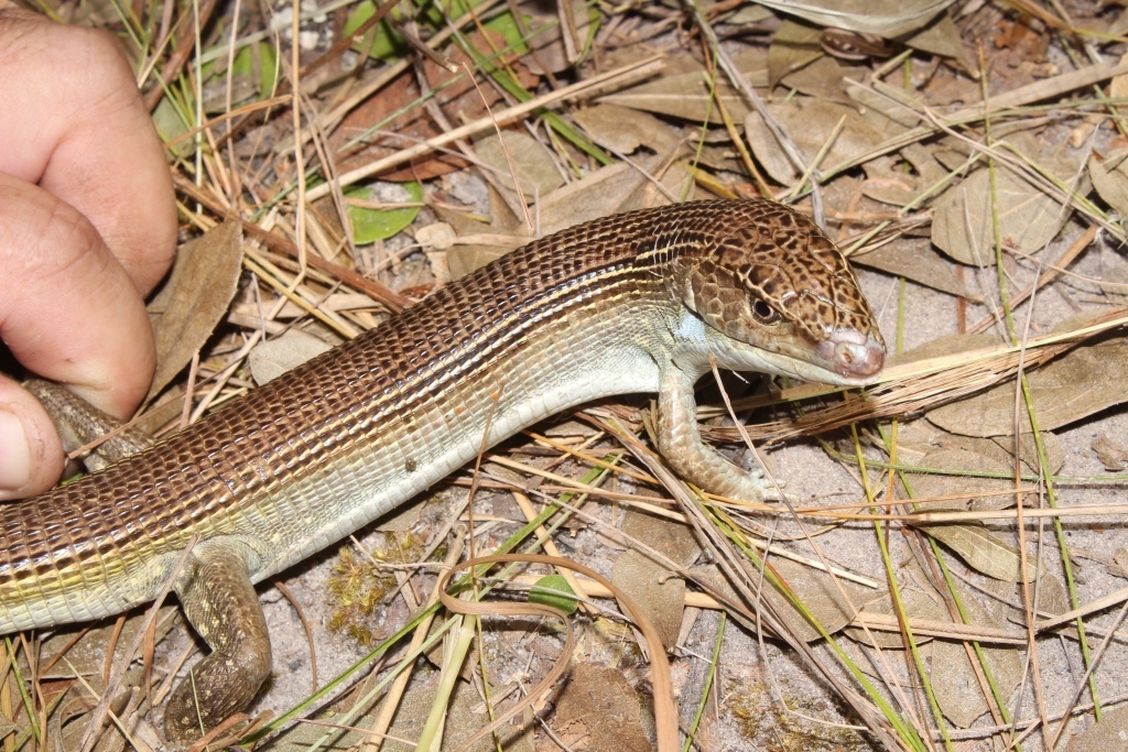 Kalahari Plated Lizard