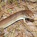Kalahari Plated Lizard - Photo (c) Alex Rebelo, some rights reserved (CC BY-NC), uploaded by Alex Rebelo