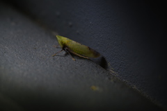 Dryadomorpha pallida