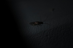 Epipsocidae