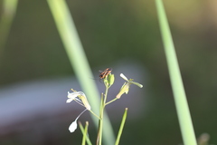Hadrodemus