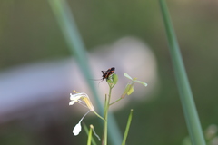 Hadrodemus