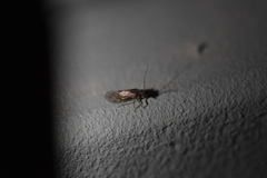 Epipsocidae