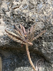 Kalanchoe × houghtonii