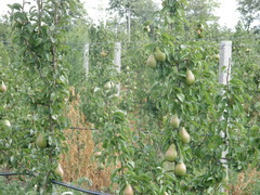 Pyrus communis communis
