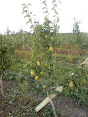 Pyrus communis communis
