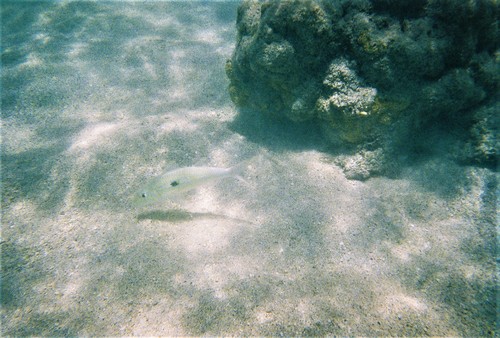 Yellowstripe Goatfish, Honolulu County, HI, USA, photo 10 of 10