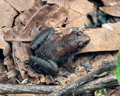 Microhyla mukhlesuri