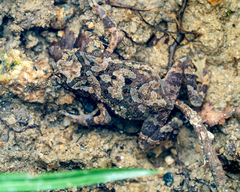 Ingerophrynus divergens
