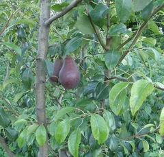Pyrus communis communis