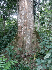 Celtis mildbraedii