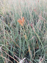 Carex subinflata