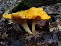 Cantharellus flavus
