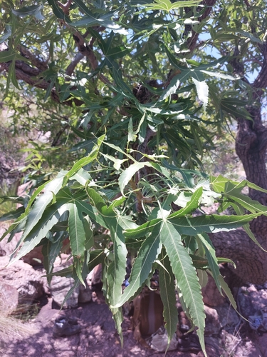 Image of Cussonia natalensis by (c) Manuel R Popp, some rights reserved (CC BY)