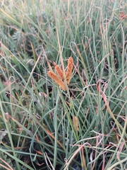 Carex subinflata