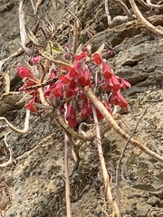 Kalanchoe × houghtonii