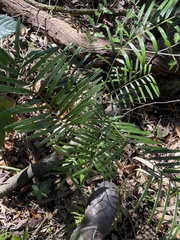 Zamia integrifolia