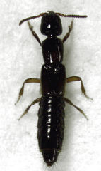 Phacophallus parumpunctatus