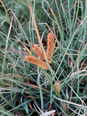 Carex subinflata