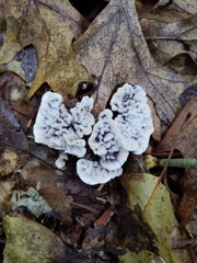 Phellodon confluens