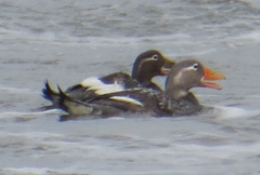 Tachyeres patachonicus