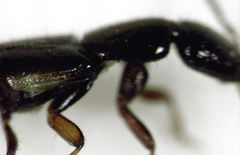 Phacophallus parumpunctatus