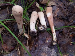 Clavariadelphus americanus