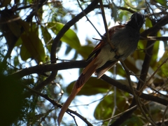 Terpsiphone viridis plumbeiceps