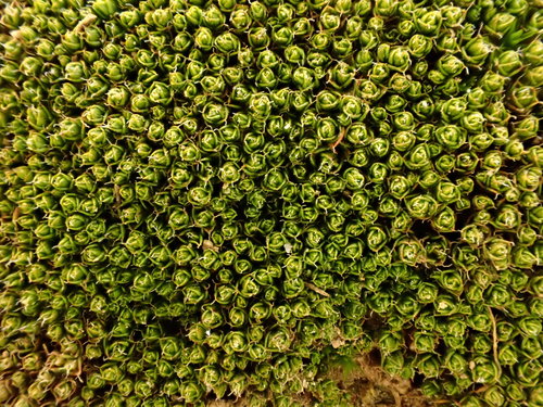 Hilpertia