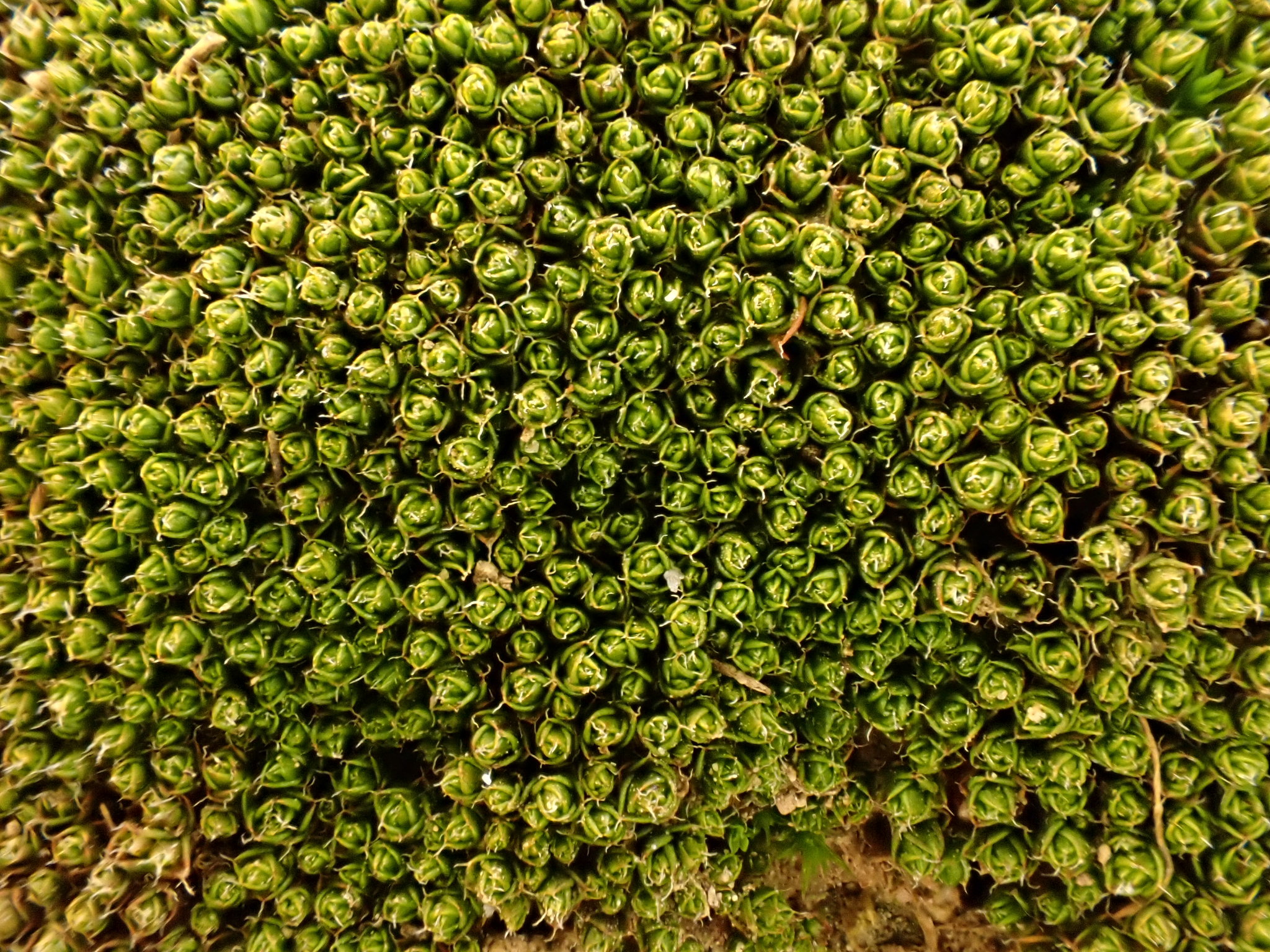 Hilpertia