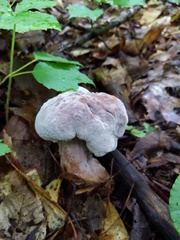 Hypomyces melanocarpus