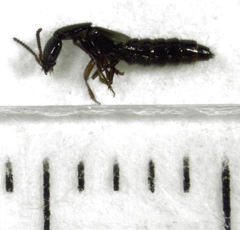 Phacophallus parumpunctatus