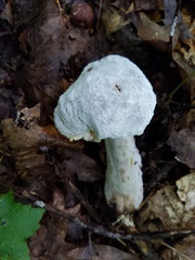 Hypomyces melanocarpus