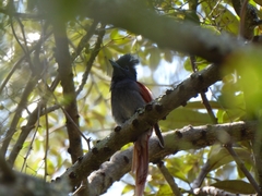 Terpsiphone viridis plumbeiceps