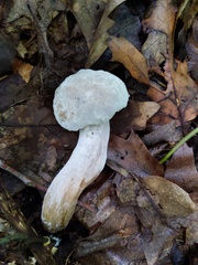 Hypomyces melanocarpus