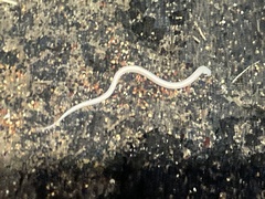 Ophisternon infernale