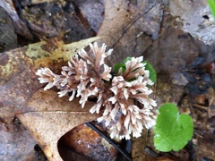 Thelephora anthocephala