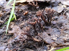 Thelephora anthocephala