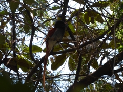 Terpsiphone viridis plumbeiceps