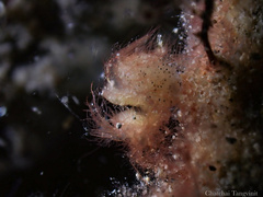 Phycocaris simulans