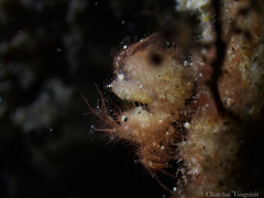 Phycocaris simulans