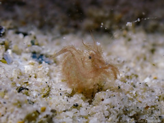 Phycocaris simulans