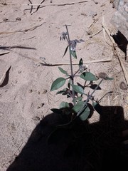 Boraginaceae
