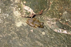 Polypedates cruciger