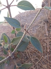 Boraginaceae